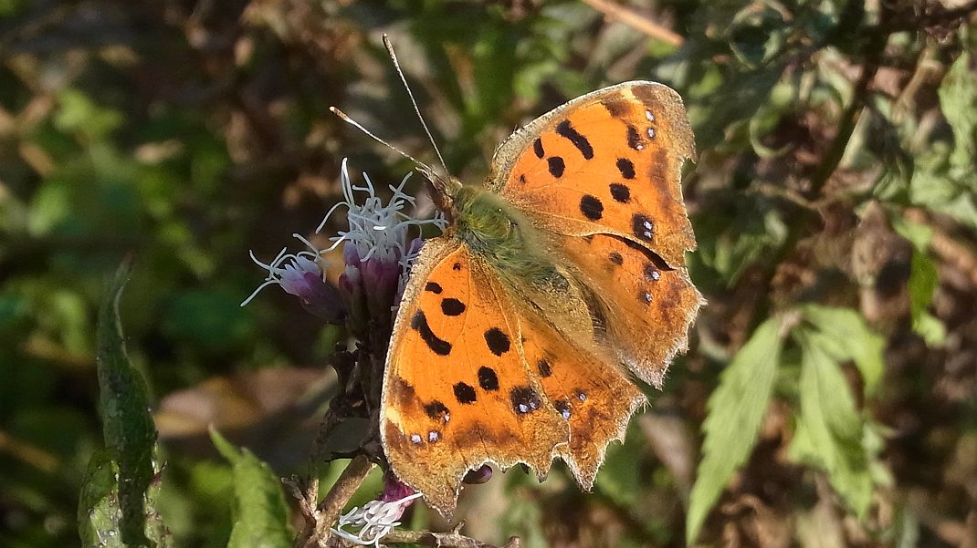a0152692_20455263.jpg