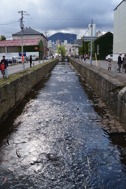 小樽運河　鮭・・・・・頑張れ鮭達、生き抜く姿に感動、鮭が教えてくれた生き抜く事_d0181492_17242542.jpg