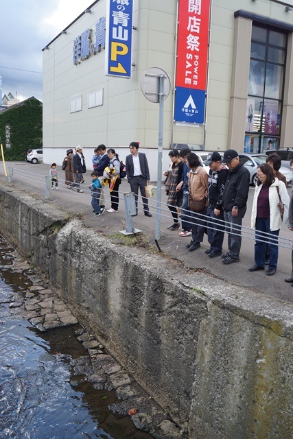 小樽運河 鮭・・・・・頑張れ鮭達、生き抜く姿に感動、鮭が教えてくれた生き抜く事_d0181492_17244966.jpg
