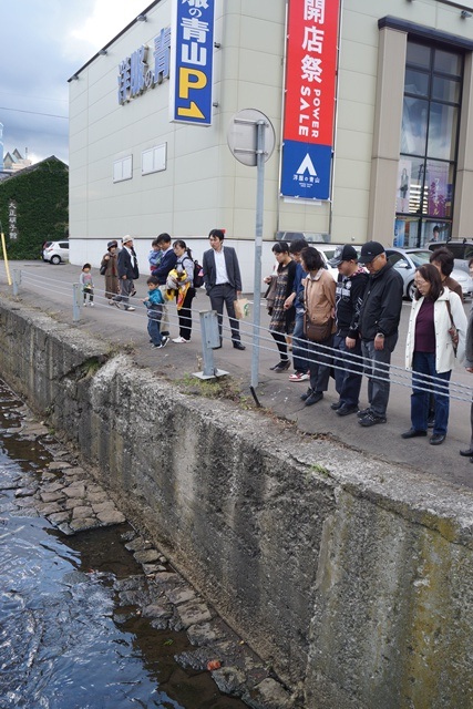 小樽運河　鮭・・・・・頑張れ鮭達、生き抜く姿に感動、鮭が教えてくれた生き抜く事_d0181492_17244966.jpg