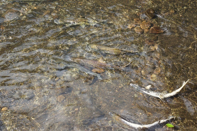 小樽運河 鮭・・・・・頑張れ鮭達、生き抜く姿に感動、鮭が教えてくれた生き抜く事_d0181492_17362585.jpg