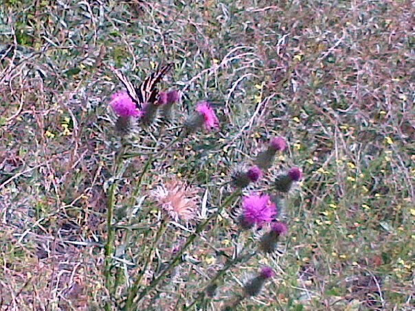 e0147801_07351.jpg
