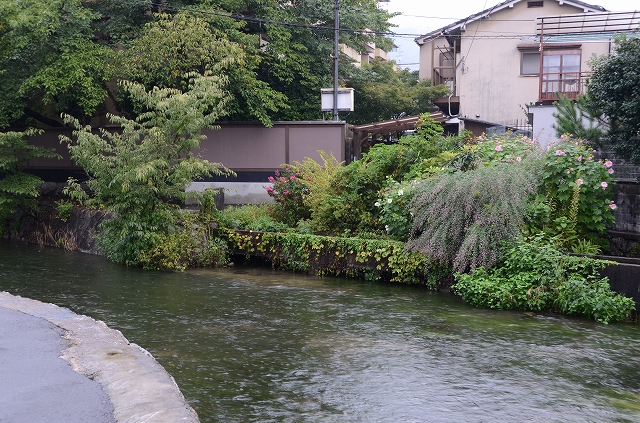 白川疎水の散歩道_a0169902_6474281.jpg