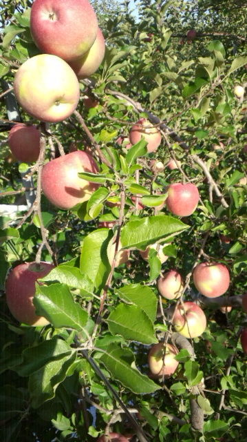 e0104702_1864087.jpg