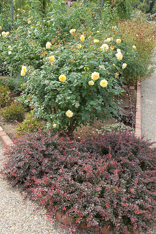 d0166303_8322439.jpg