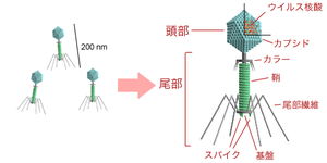 「iPS細胞」の光と影、表と裏：平和利用と軍事利用の諸刃の剣！？_e0171614_11413566.png