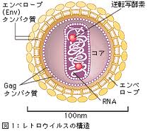 「iPS細胞」の光と影、表と裏：平和利用と軍事利用の諸刃の剣！？_e0171614_1183476.jpg