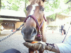 馬の歯並と嚙 はみ の不思議 まほろば通信 馬の歯並と嚙 はみ の不思議 まほろば通信
