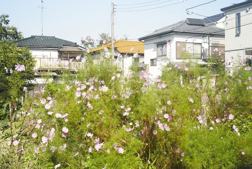 秋の一日_b0212922_0241564.jpg