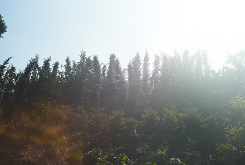 秋の一日_b0212922_0251542.jpg