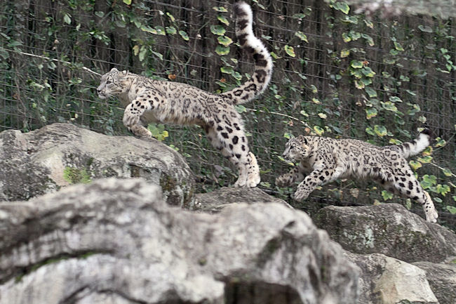 ユキヒョウっ子、駆ける_f0224624_454616.jpg