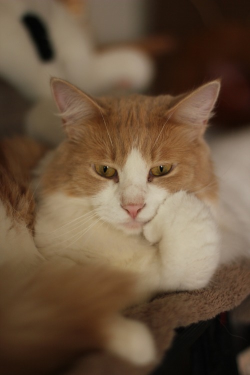 偉そうに見える猫 猫花雑記 偉そうに見える猫 猫花雑記