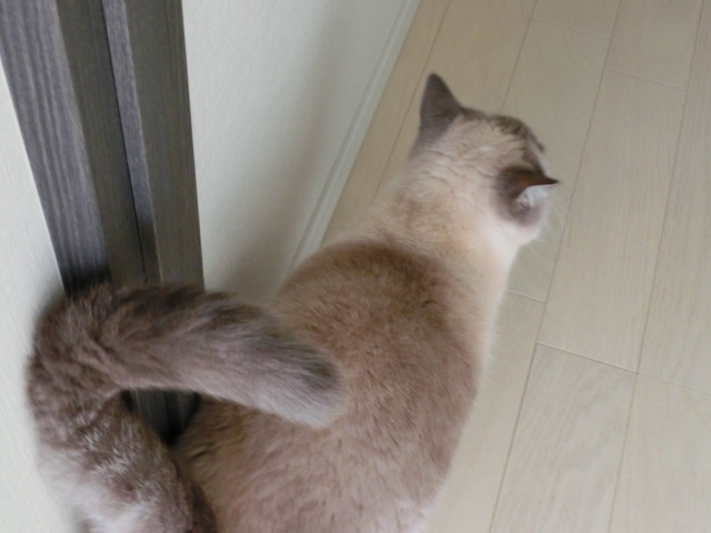 すりすりすり_c0006826_755888.jpg