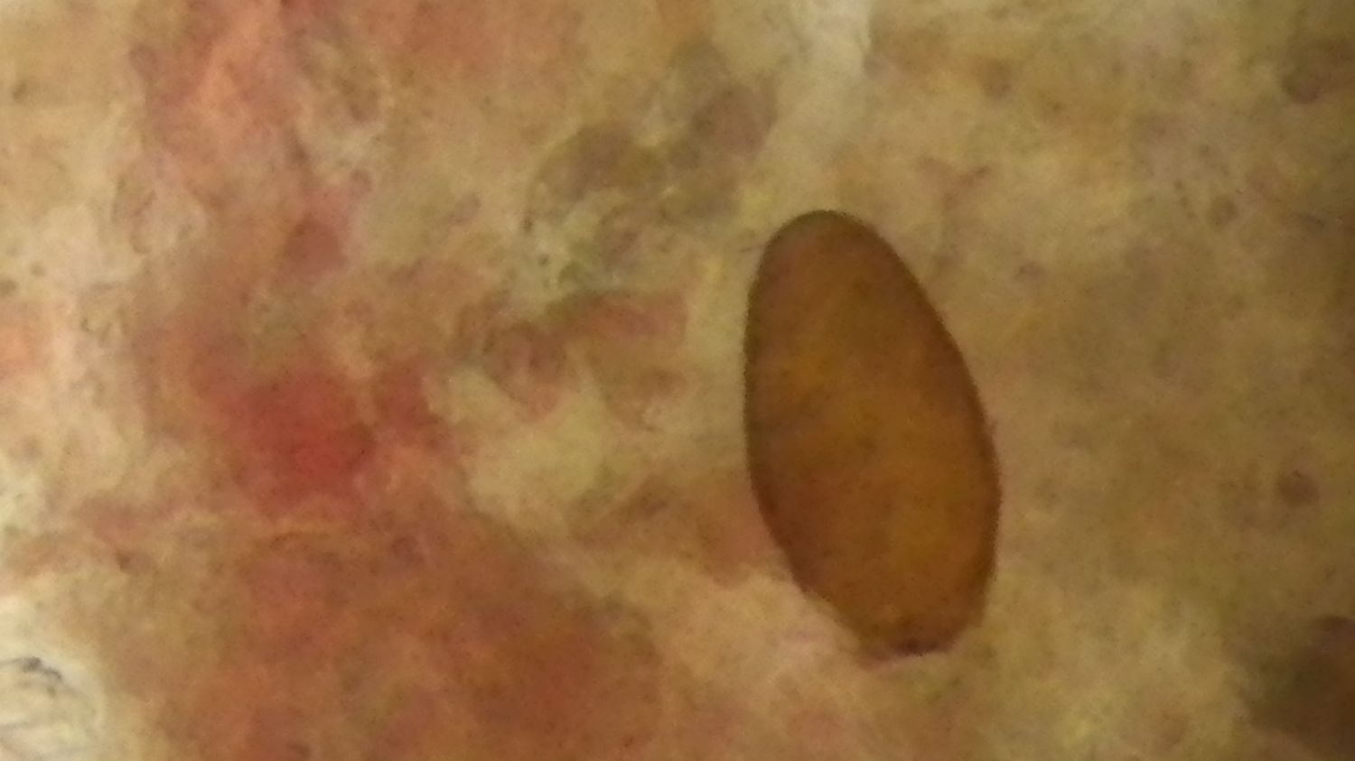 c0162128_1154056.jpg