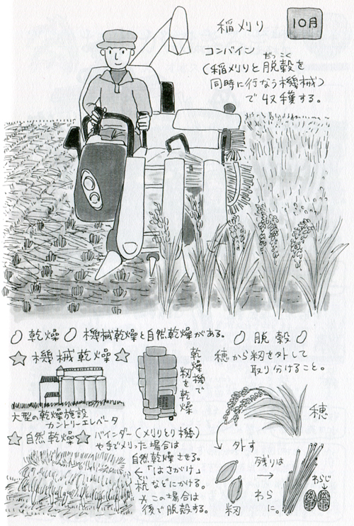 望星 東海大学出版会 12年11月号で イラスト図解 お米ができるまで を描きました マッチ博物館