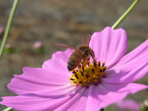f0206939_2184318.jpg