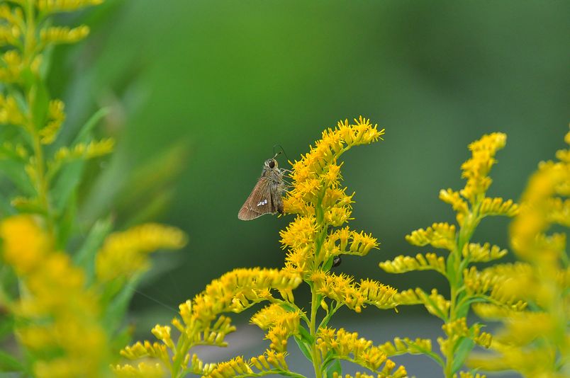 10月14日（くもり）ﾀｲﾄﾙ：ヤマトシジミ青♀_f0105542_21242817.jpg