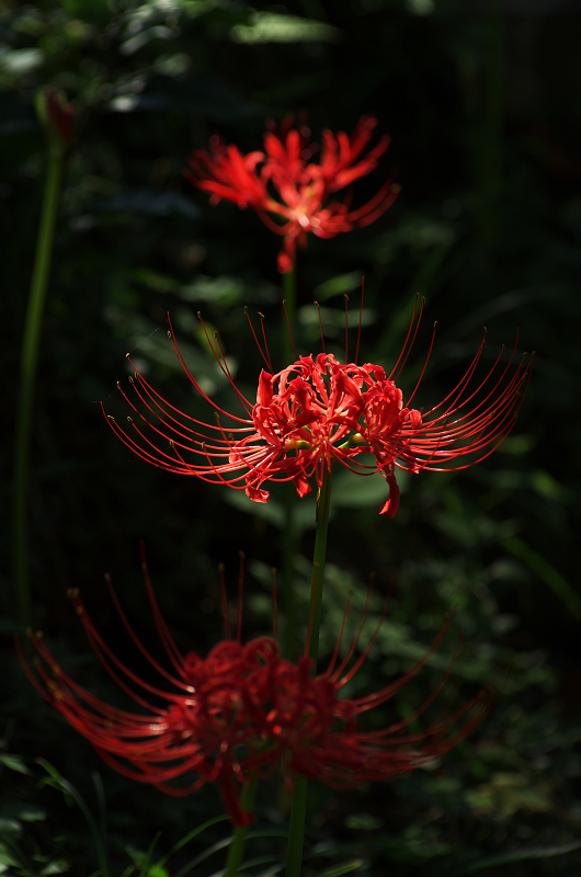 彼岸花の仏隆寺 その３ 花景色 K W C Photoblog