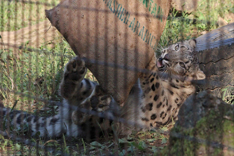 ユキヒョウっ仔ハイテンション！！_e0294253_2029265.jpg