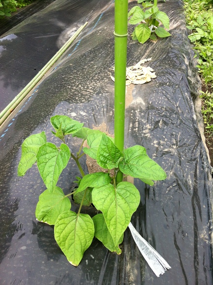 オレンジチェリー 食用ほおずき の苗の植付け オレンジチェリーの栽培日誌 オレンジチェリー 食用ほおずき の苗の植付け オレンジチェリーの栽培日誌