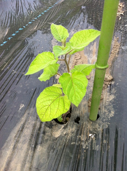 オレンジチェリー 食用ほおずき の苗の植付け オレンジチェリーの栽培日誌