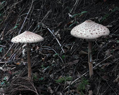 e0035757_17112252.jpg