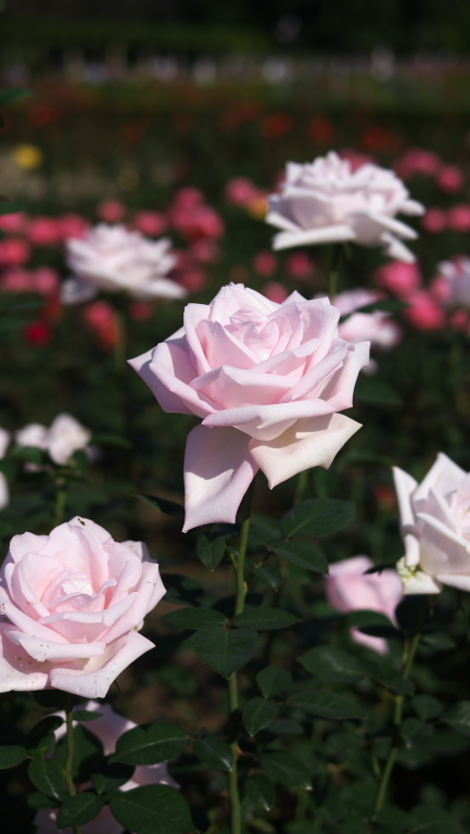 神代植物公園・ばら園　　2012-10-16_d0237959_17495353.jpg