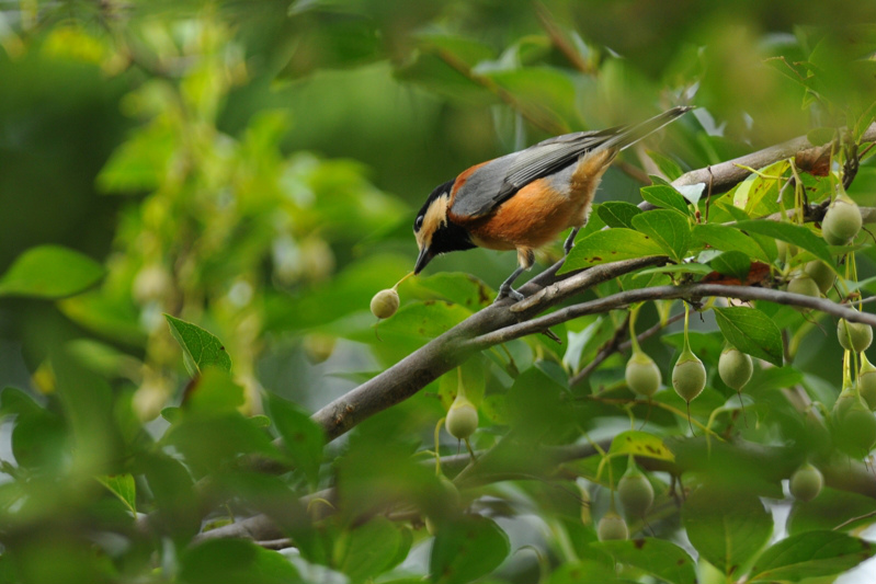 ヤマガラ 収穫の秋_f0053272_11452848.jpg