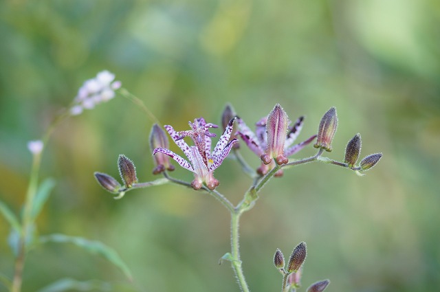 e0181373_20393951.jpg