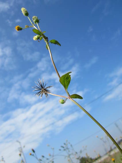 まぬけな花。_d0264176_15143039.jpg