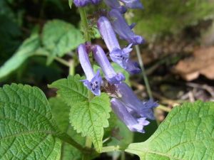 キク科の花の同定自信がないです。低線量の安全基準に不安です。_e0148077_20182869.jpg