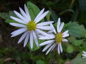 キク科の花の同定自信がないです。低線量の安全基準に不安です。_e0148077_20422413.jpg