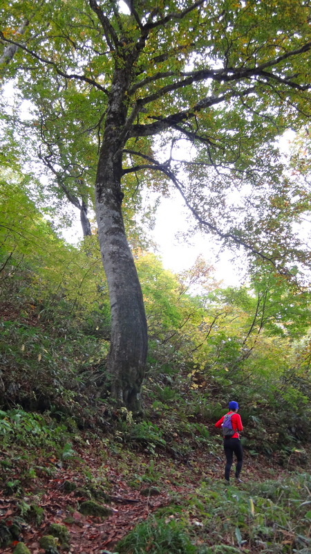 2012/10/10-12 蓮華温泉トレイルランニング Day.2_b0220886_16373431.jpg