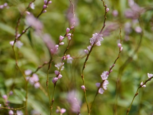 秋の向島百花園にて_b0175688_2011319.jpg