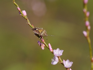 秋の向島百花園にて_b0175688_2011465.jpg