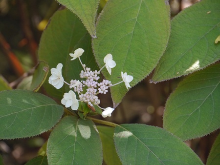 秋の向島百花園にて_b0175688_20341987.jpg