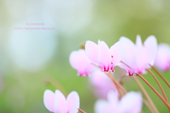 Cyclamen_b0213791_21174520.jpg