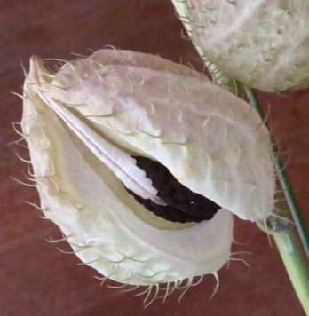 c0105295_20223370.jpg