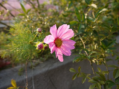 土あそびワークショップ1日目_a0233896_131211.jpg