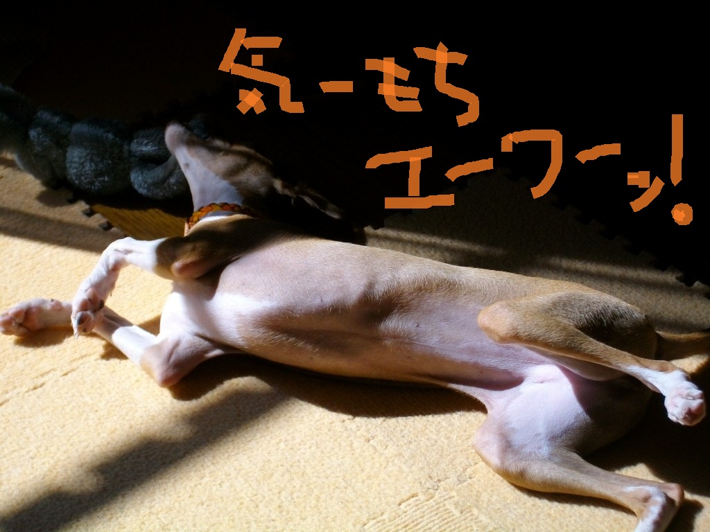 つくねバー犬（つくねちゃんとは関係ありません）_a0284997_20284426.jpg