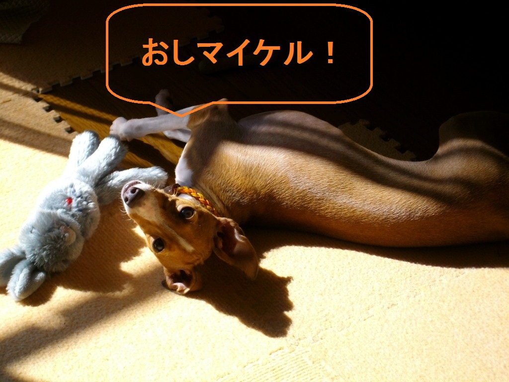 つくねバー犬（つくねちゃんとは関係ありません）_a0284997_20315147.jpg