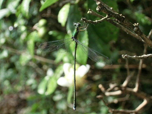 c0156104_2322348.jpg
