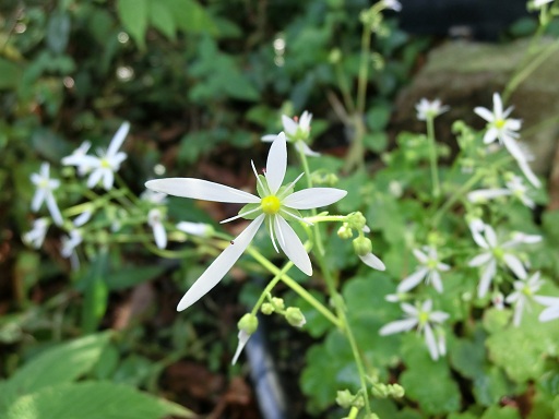 c0156104_23225883.jpg