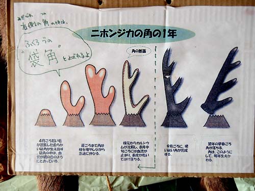 袋角 : No Photo No Life 袋角 : No Photo No Life