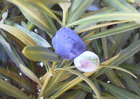 イヌマキの実 薔薇のガーデナー Weekend S Ladybirds