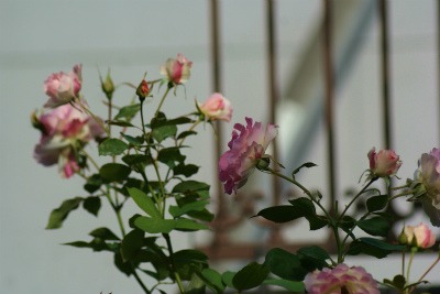 f0170524_1033373.jpg