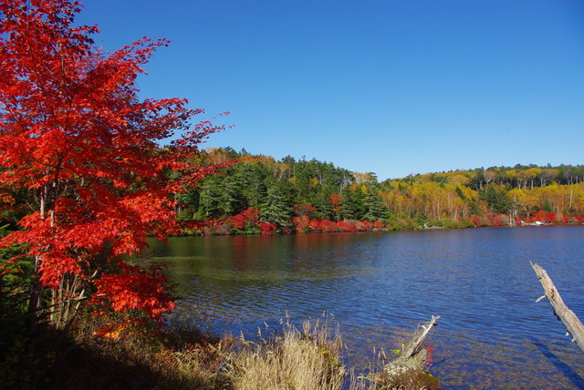 2012紅葉情報_d0102327_20152823.jpg