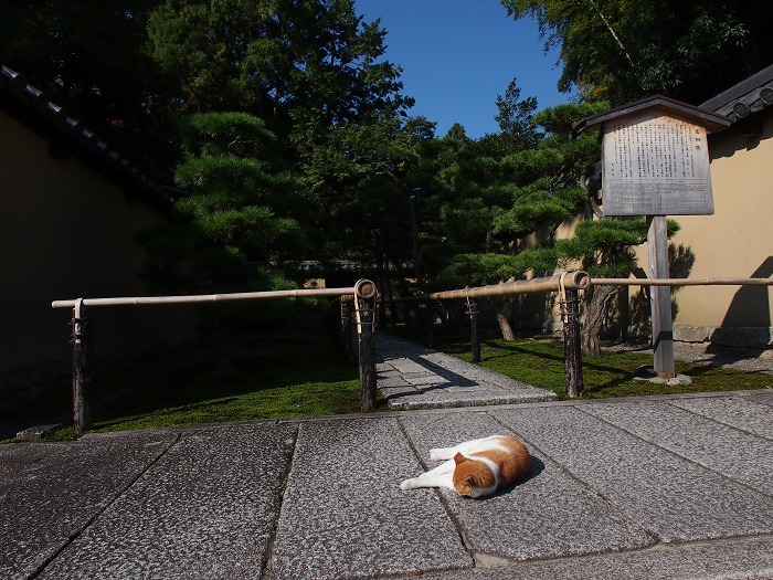 紅葉の大徳寺 －高桐院（色づき初めの頃）－_b0169330_22452390.jpg