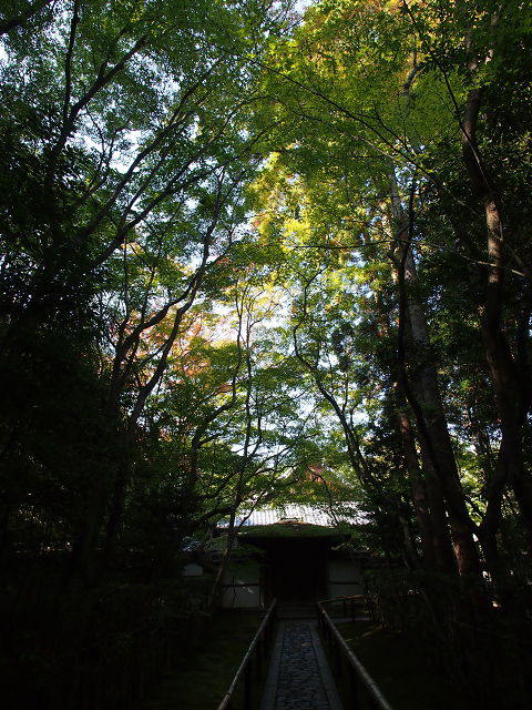 紅葉の大徳寺 －高桐院（色づき初めの頃）－_b0169330_2248617.jpg