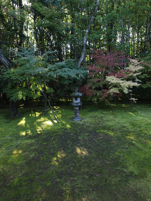 紅葉の大徳寺 －高桐院（色づき初めの頃）－_b0169330_22591953.jpg